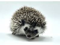 hedgehog photo