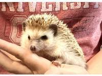 hedgehog photo