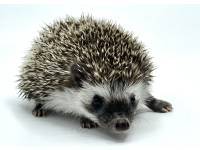 hedgehog photo