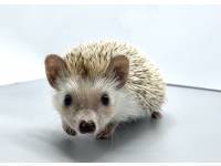 hedgehog photo