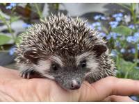 hedgehog photo