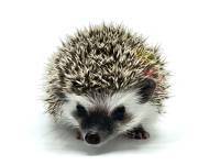 hedgehog photo