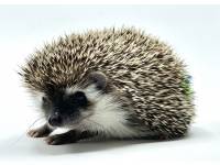 hedgehog photo