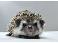 hedgehog photo