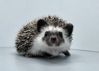 hedgehog photo