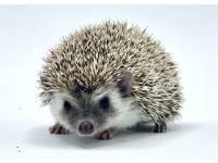 hedgehog photo