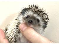 hedgehog photo