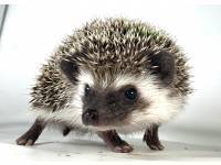 hedgehog photo