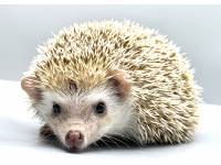 hedgehog photo