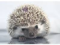 hedgehog photo