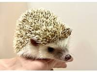 hedgehog photo