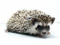 hedgehog photo