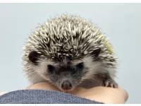 hedgehog photo