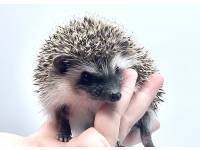 hedgehog photo