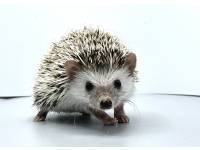 hedgehog photo