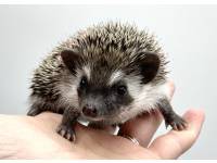 hedgehog photo