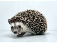hedgehog photo