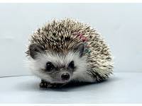 hedgehog photo