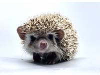 hedgehog photo