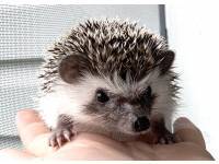 hedgehog photo