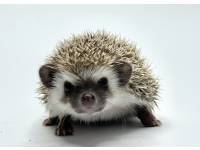 hedgehog photo