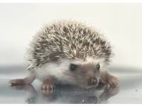 hedgehog photo