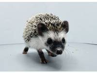 hedgehog photo