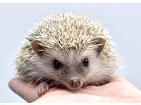 hedgehog photo