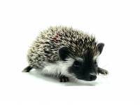 hedgehog photo