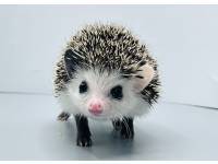 hedgehog photo