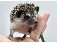 hedgehog photo