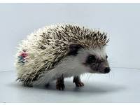 hedgehog photo