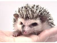 hedgehog photo