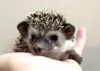 hedgehog photo