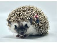 hedgehog photo