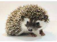 hedgehog photo