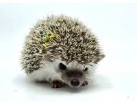hedgehog photo