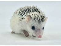 hedgehog photo