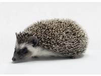 hedgehog photo