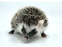 hedgehog photo