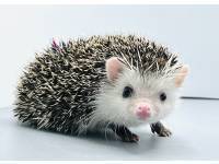 hedgehog photo