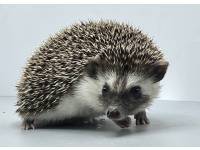 hedgehog photo