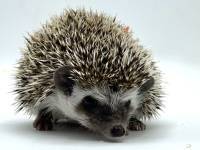 hedgehog photo