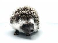 hedgehog photo