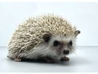 hedgehog photo