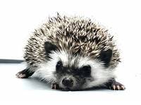 hedgehog photo