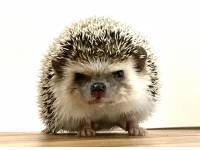hedgehog photo