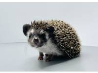 hedgehog photo