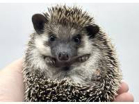 hedgehog photo