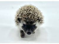 hedgehog photo